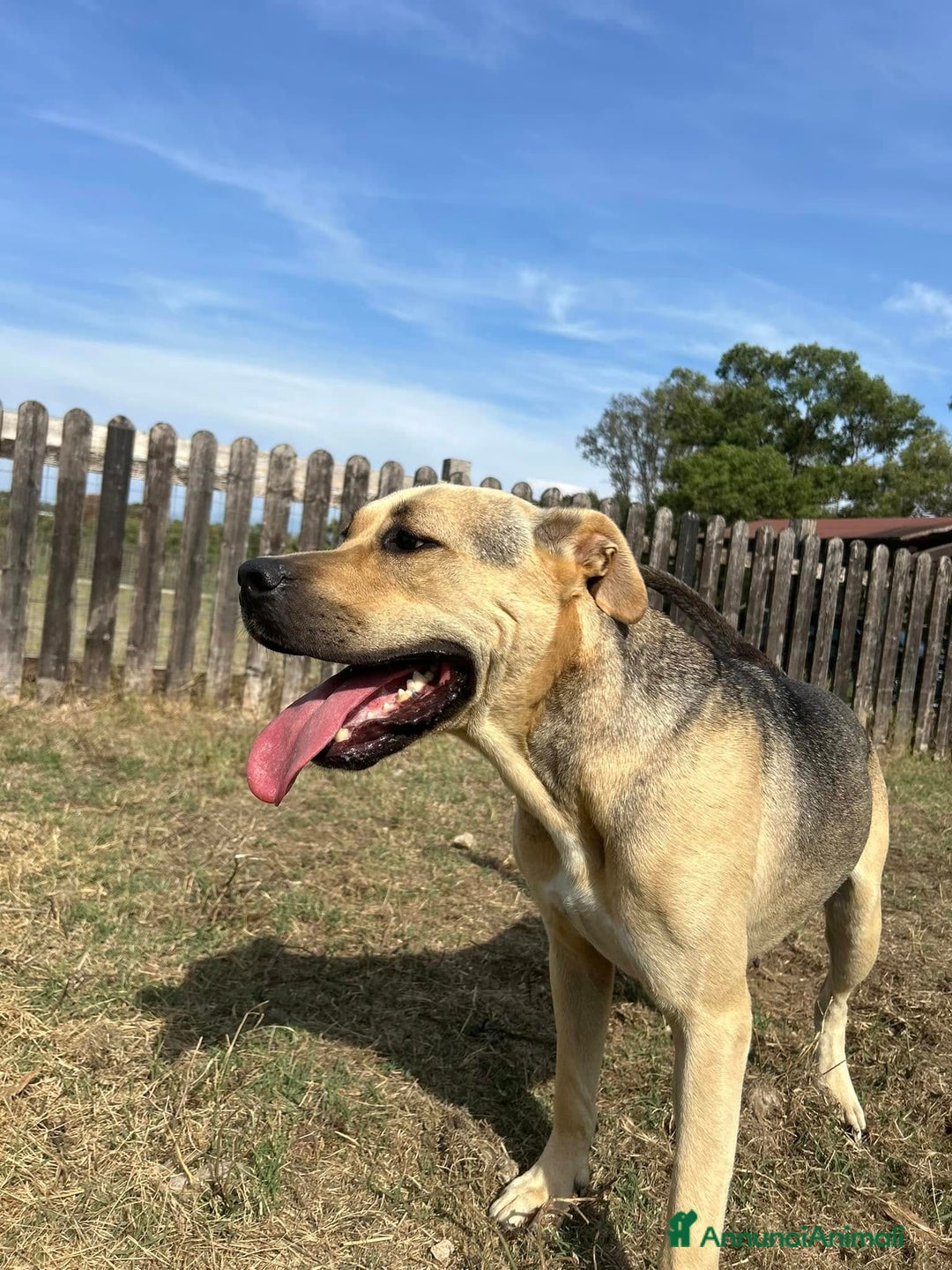 Meticcio cani in regalo: Penelope a Provincia di Latina - Annuncio 6