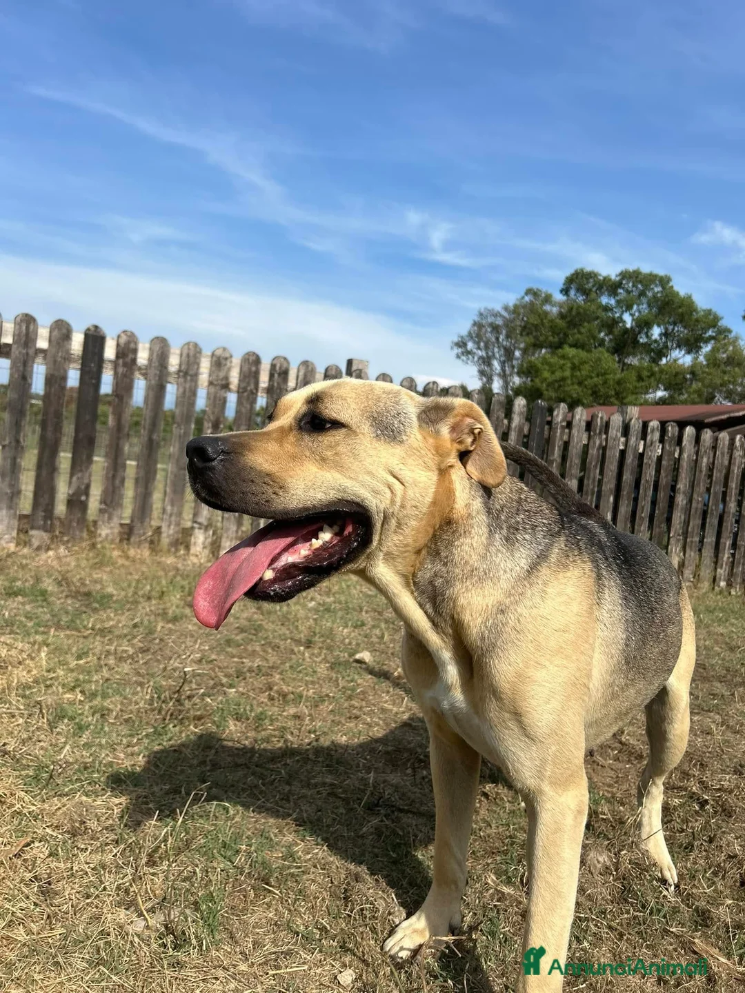 Meticcio cani in regalo: Penelope a Provincia di Latina - Annuncio 6