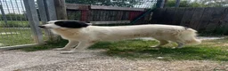 Meticcio cani in regalo: Adotta Sara - Annuncio 2