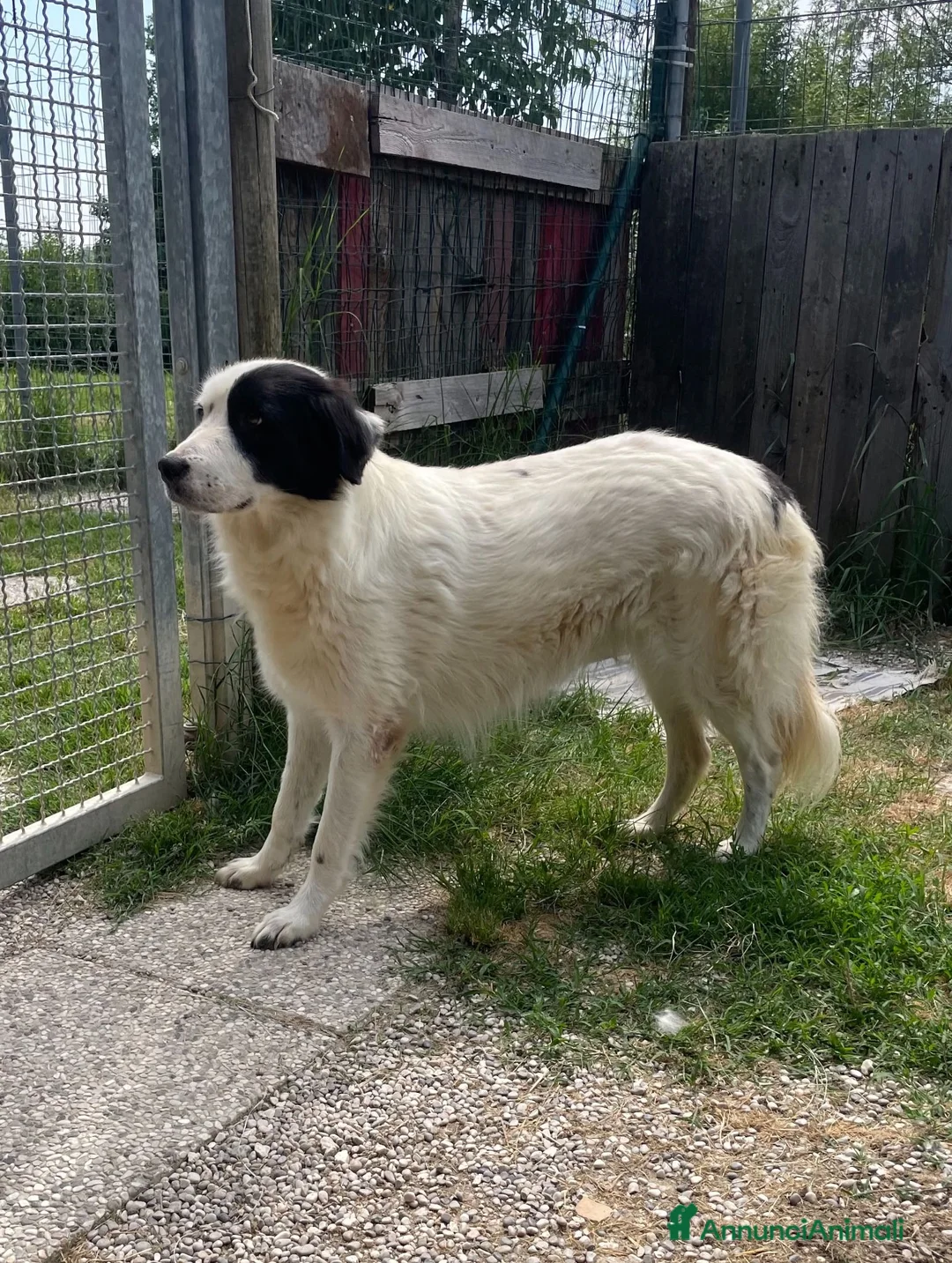Meticcio cani in regalo: Adotta Sara - Annuncio 2