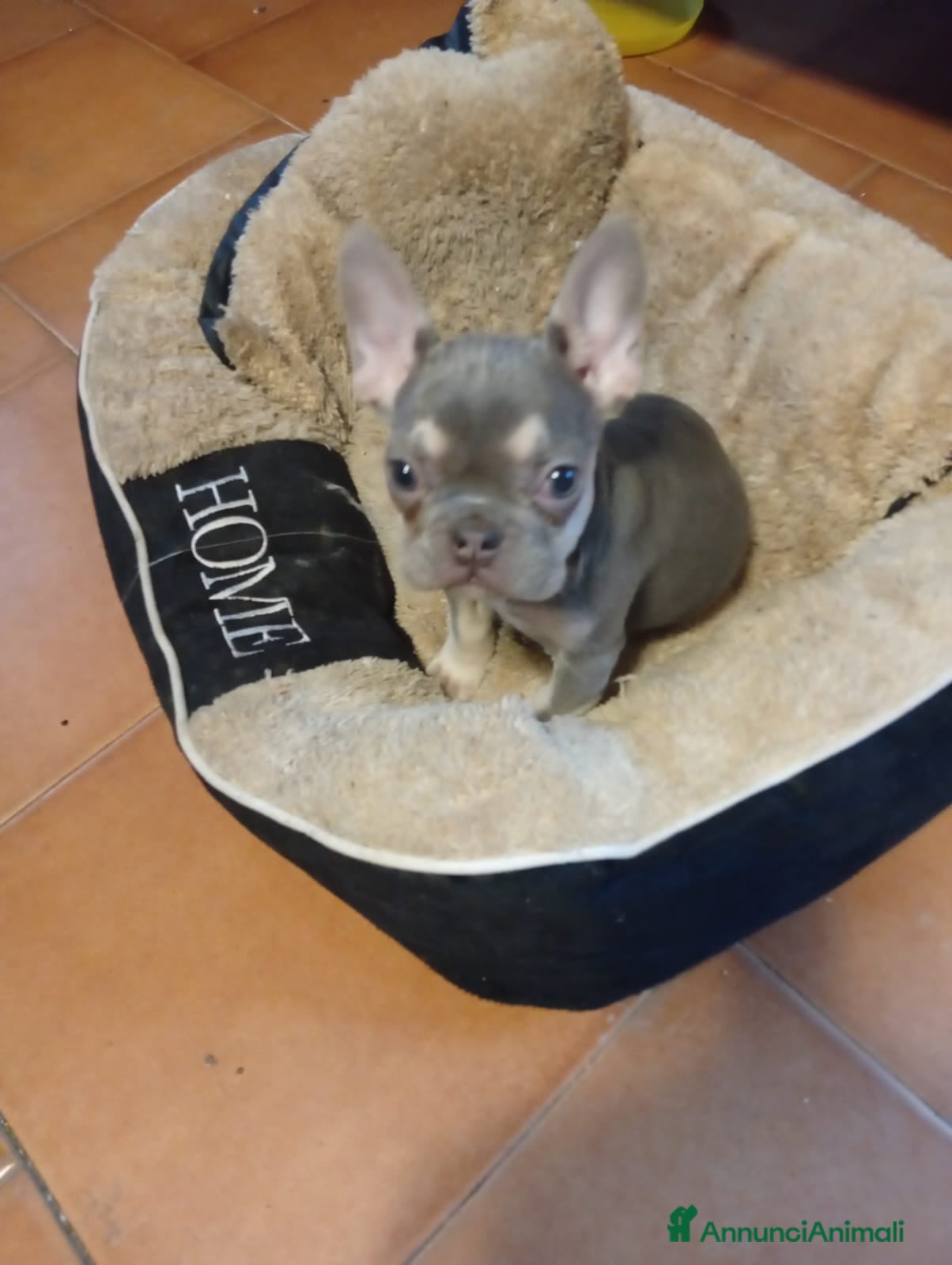 Bulldog Francese cani Bulldog francese - Annuncio 7