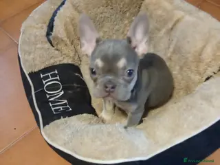 Bulldog Francese cani Bulldog francese - Annuncio 7