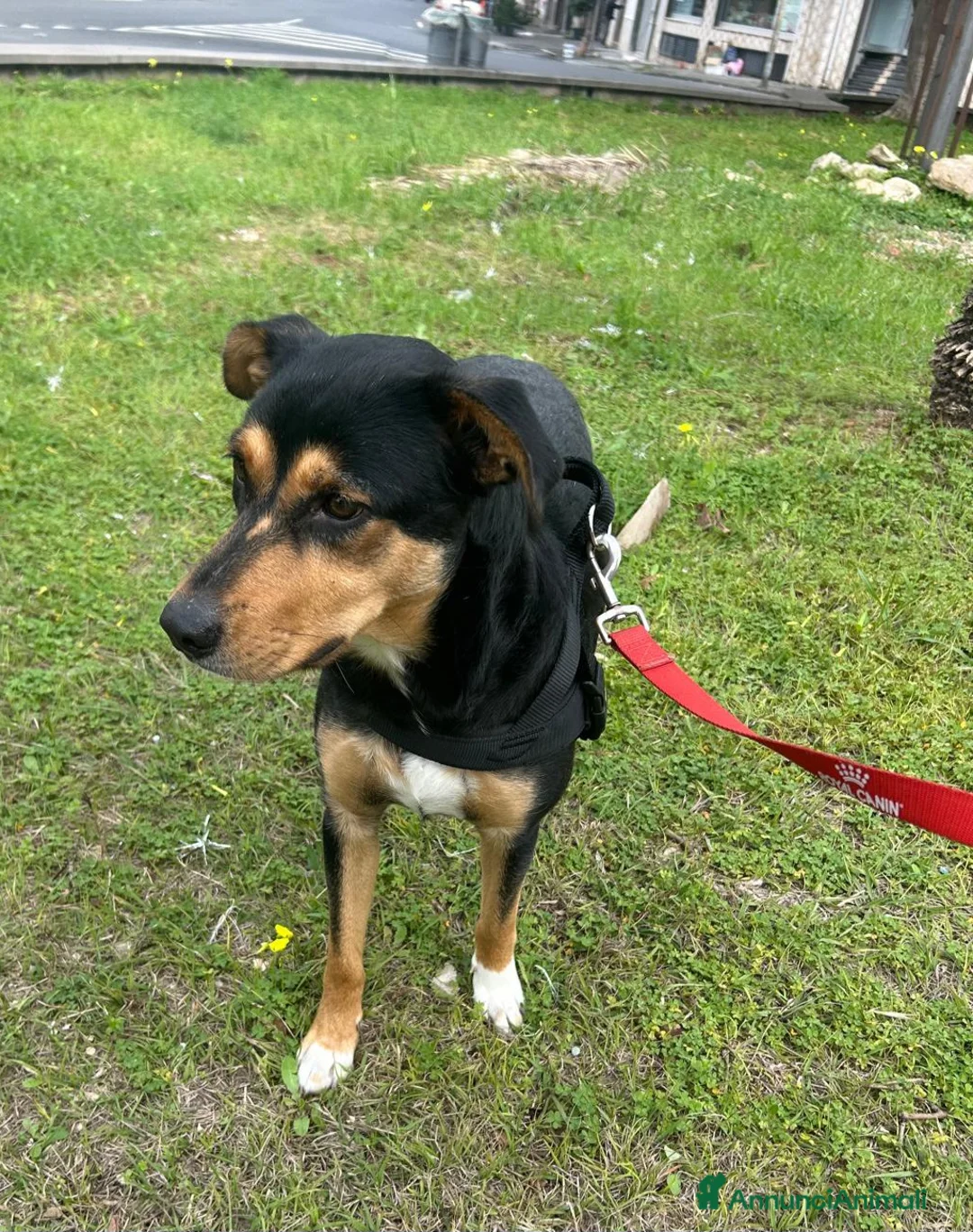 Meticcio cani in regalo: Cocca nera focata quasi 2anni tg media SIRACUSA  - Annuncio 7