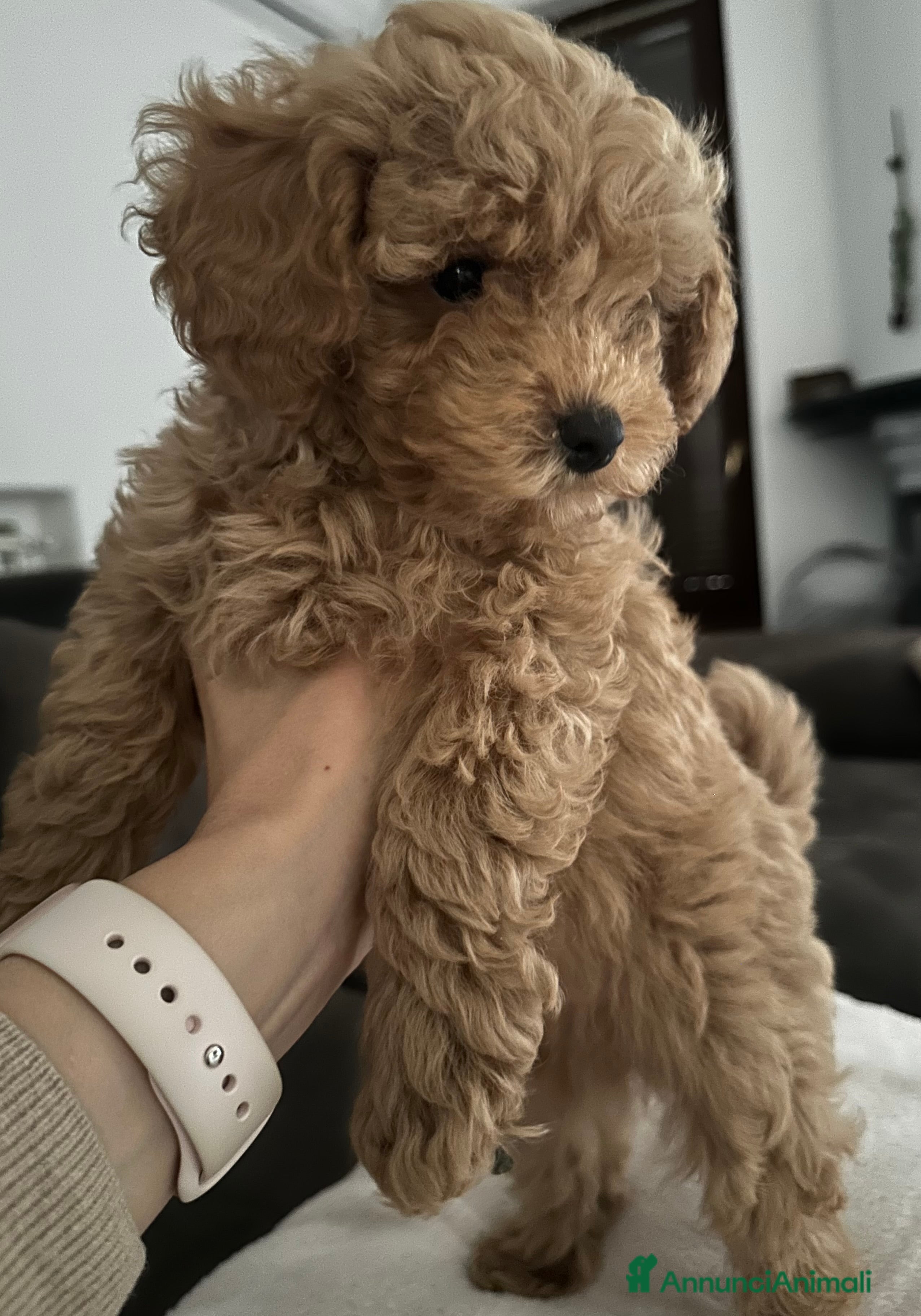 Barboncino Toy cani Barboncino fulvo maschio  - Annuncio 1