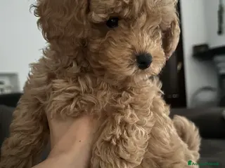 Barboncino Toy cani Barboncino fulvo maschio - Annuncio 1