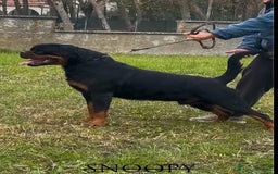 Rottweiler cani in vendita: Cuccioli maschi ROTTWEILER  a Metropolitan City of Turin - Immagine 9