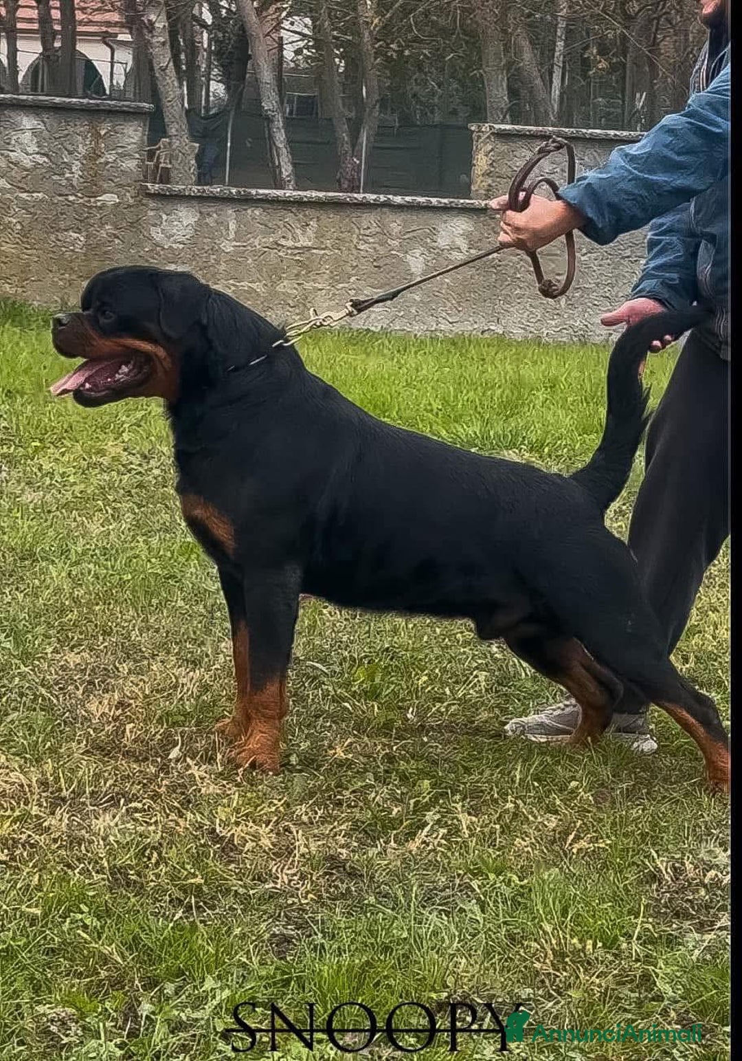 Rottweiler cani in vendita: Cuccioli maschi ROTTWEILER  a Metropolitan City of Turin - Immagine 9