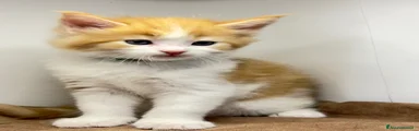 Maine Coon 2