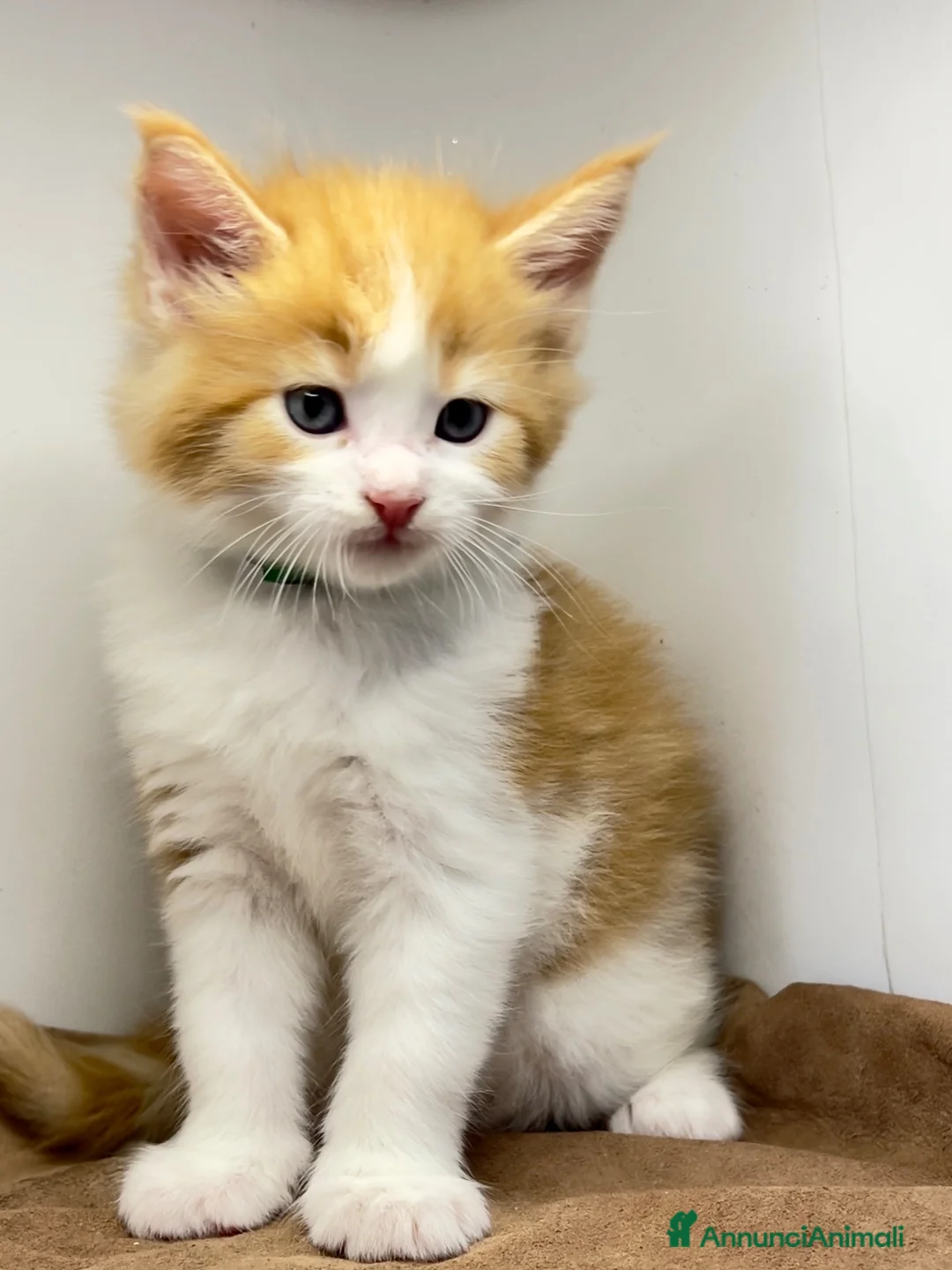 Maine Coon gatti in vendita: MaineCoon - Annuncio 6