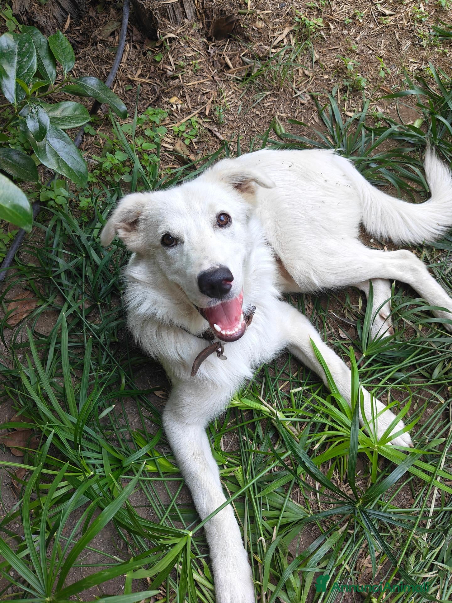 Meticcio cani Dolce cucciolo di 6 mesi cerca casa - Annuncio 37