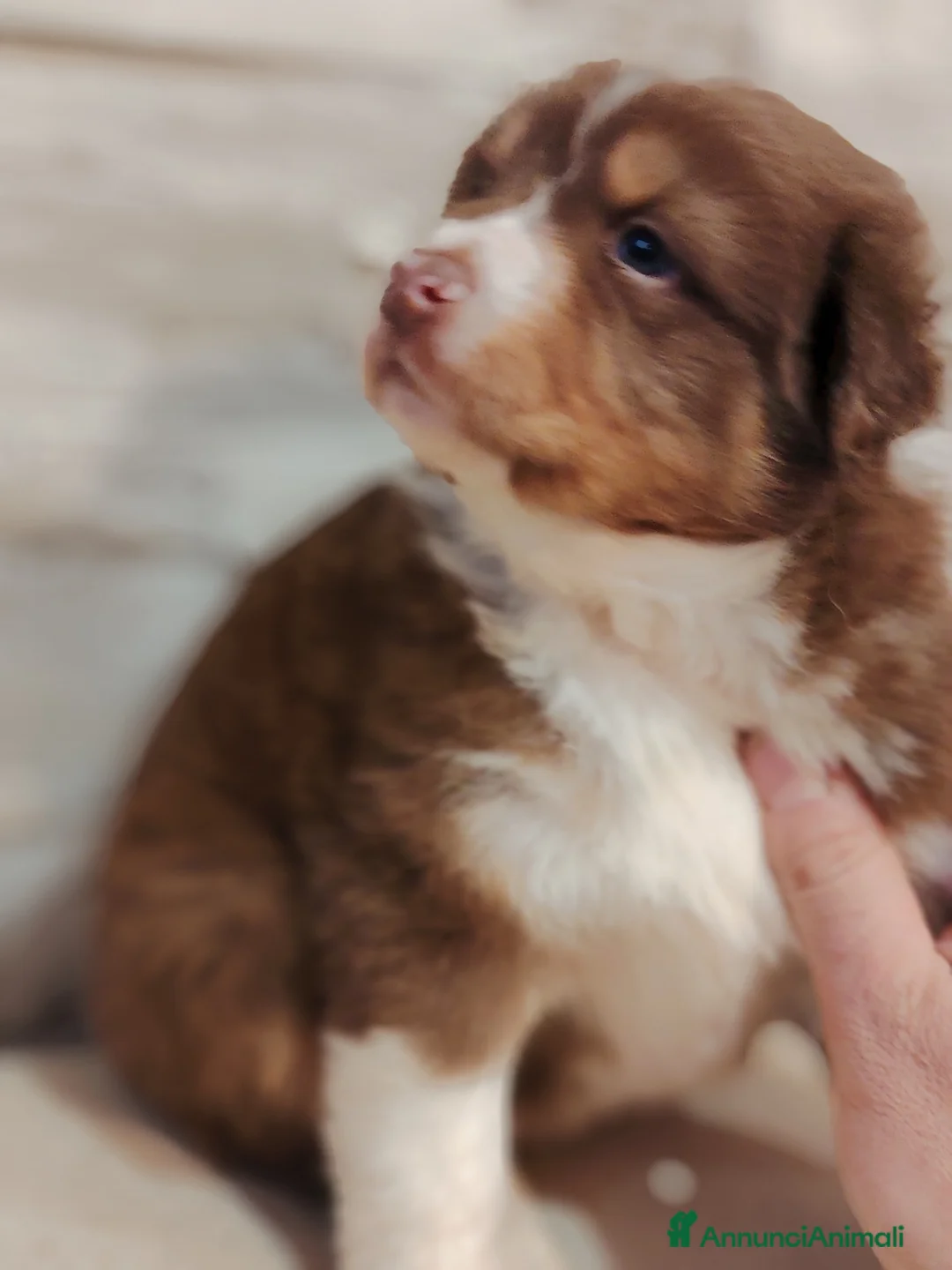 Australian Shepherd cani in vendita: Cuccioli di pastore australiano con pedigree ENCI - Annuncio 1
