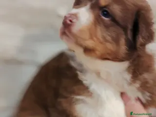 Australian Shepherd cani Cuccioli di pastore australiano con pedigree ENCI - Annuncio 26