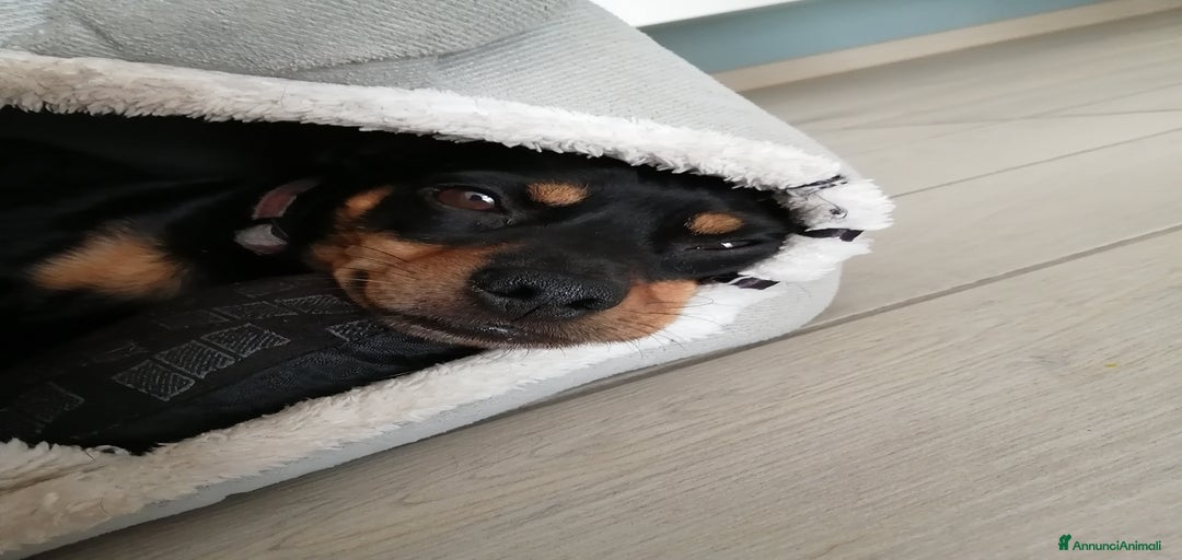 Immagine della galleria {{count}}