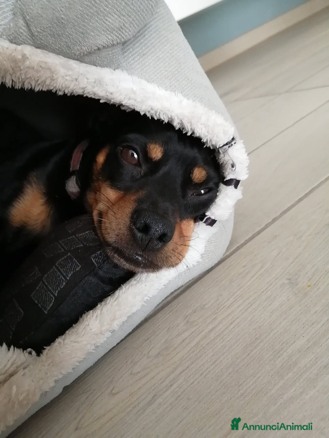 Immagine della galleria {{count}}