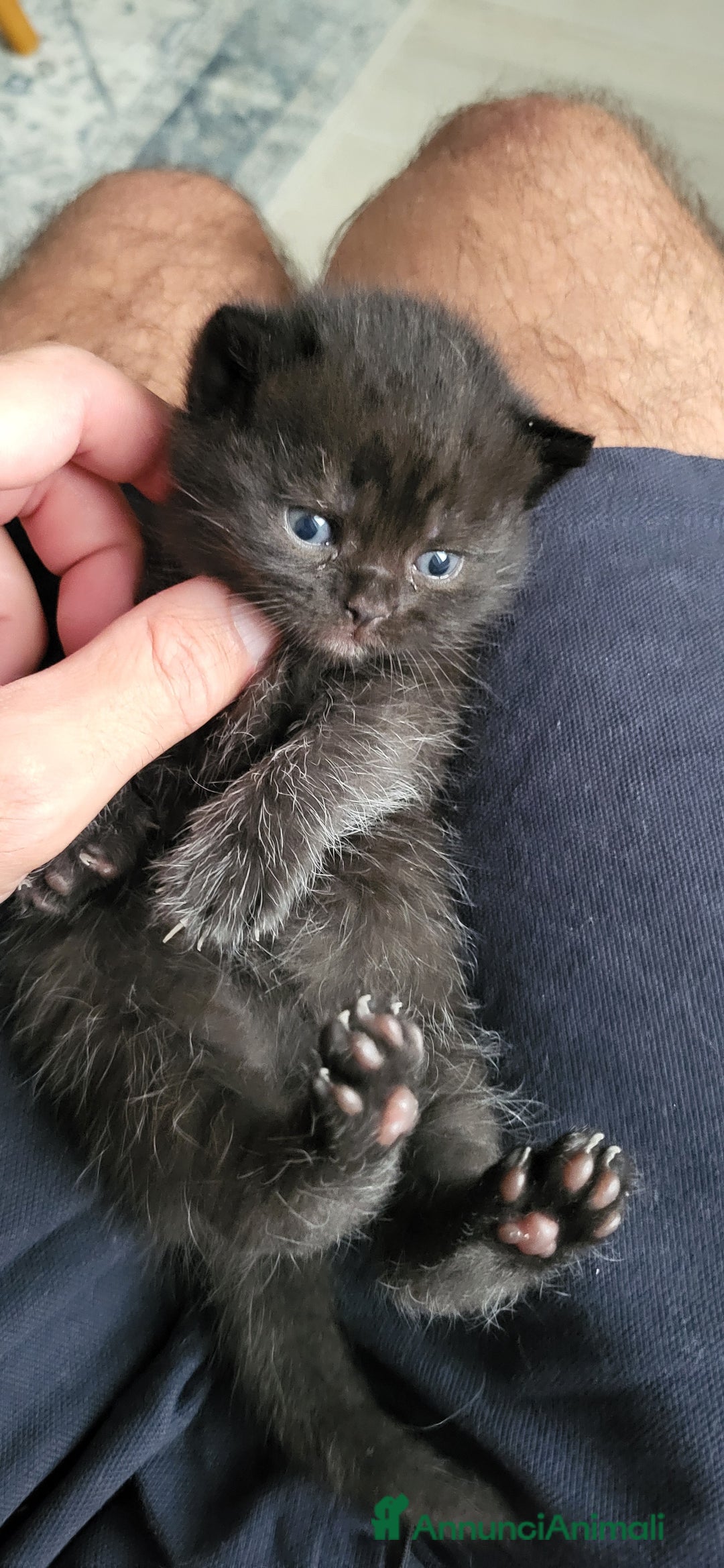 British gatti in vendita: 2 cuccioli british shorthair chocolate maschi a Città metropolitana di Milano - Immagine 5
