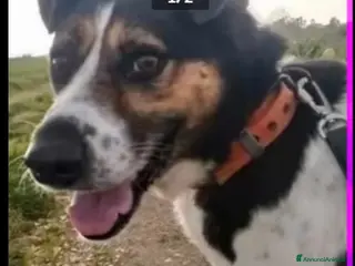 Meticcio cani Mix J.Russel,saliva sui treni, poi il canile!SALER a Città Metropolitana di Milano - Annuncio 32