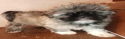 Shih Tzu cani in vendita: Splendidi cuccioli di Shih tzu - Annuncio 10