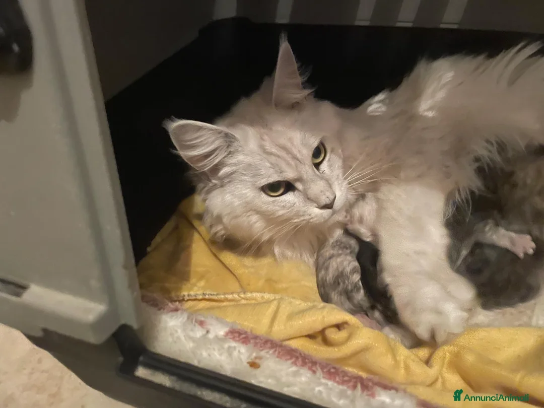 Maine Coon gatti in vendita: cuccioli di maine coon da allevamento ANFI  - Annuncio 2
