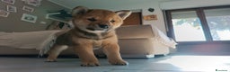 Shiba Inu cani in vendita: Shiba inu - Annuncio 6