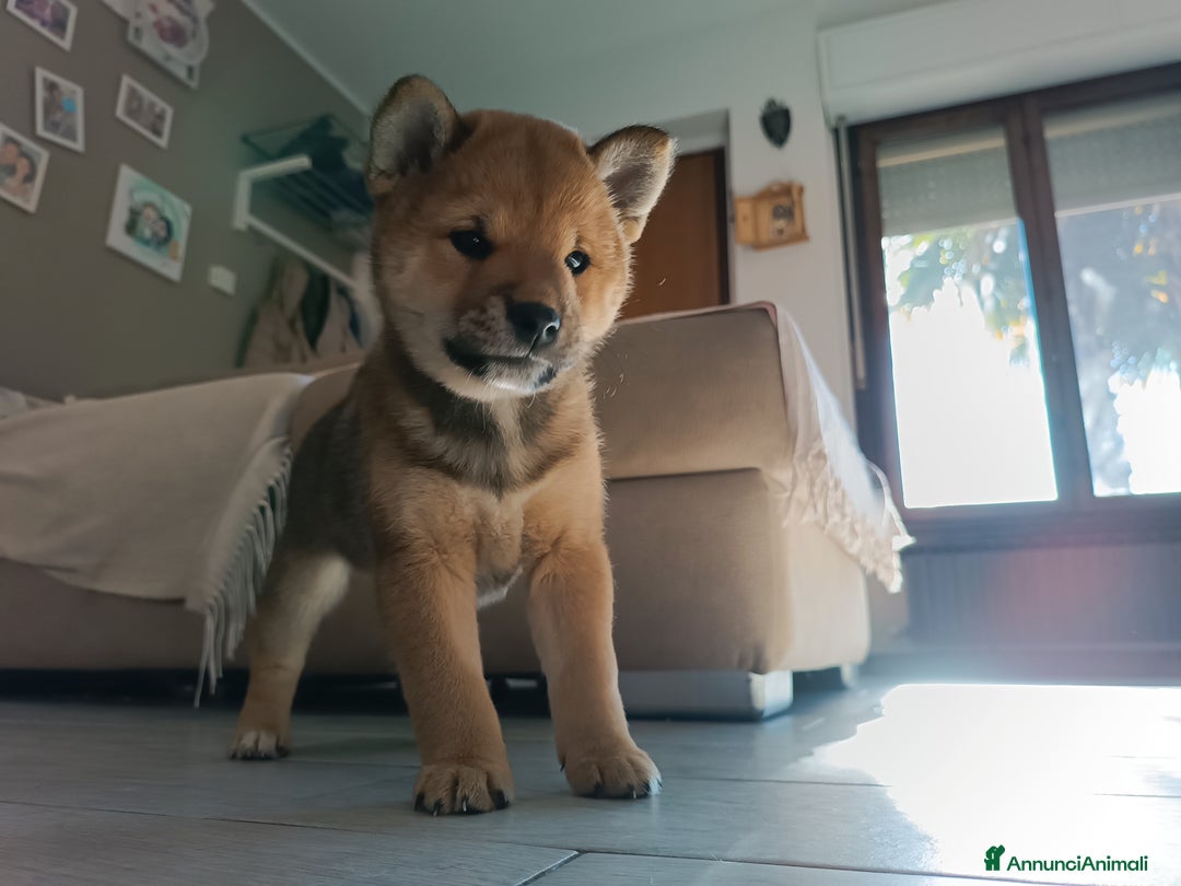Shiba Inu cani in vendita: Shiba inu - Annuncio 6