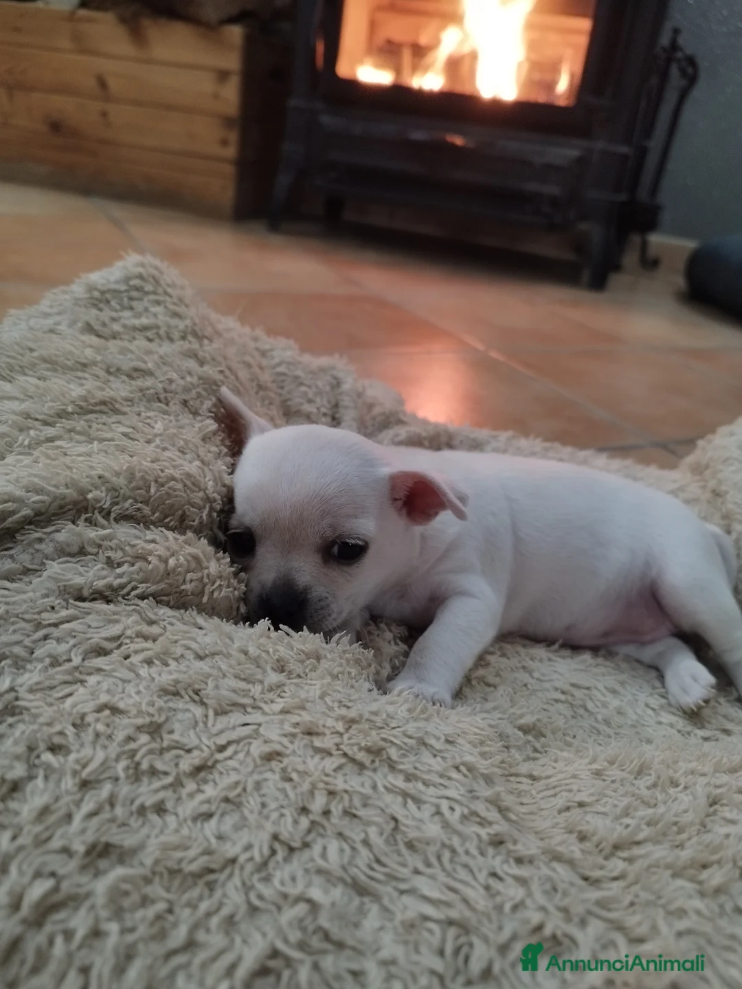 Chihuahua cani in vendita: Cucciola Chihuahua  - Annuncio 3