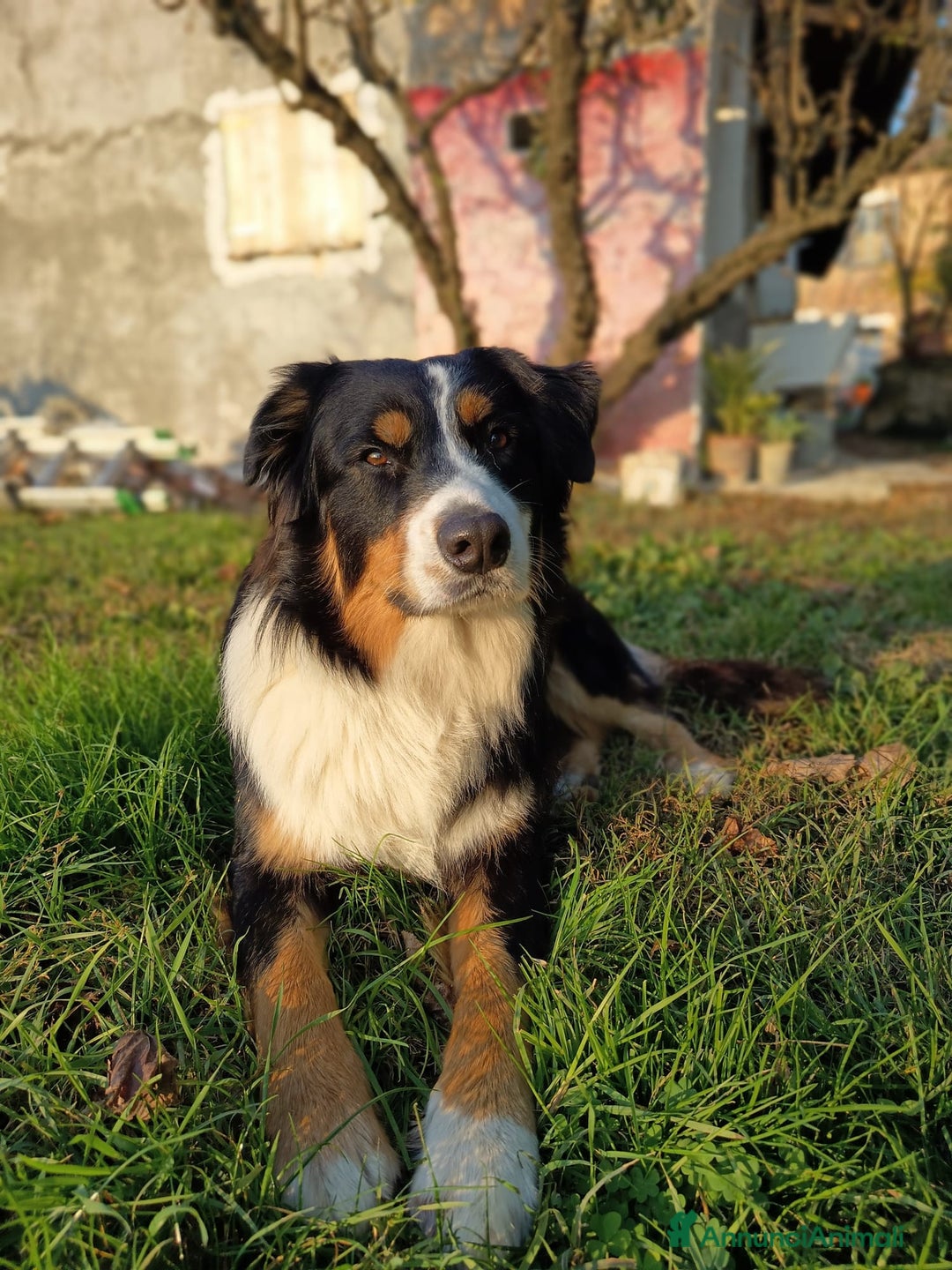 Australian Shepherd cani per accoppiamento: Ritmo cerca moglie - Annuncio 1