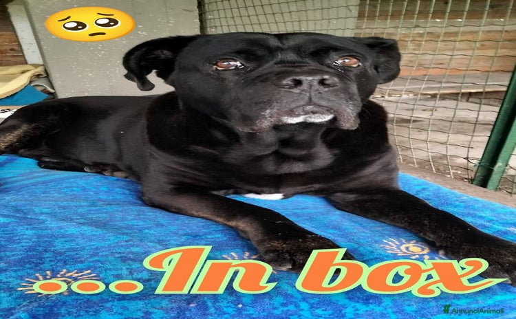 Cane Corso cani a Provincia di Padova - Annuncio 7