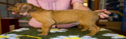Rhodesian Ridgeback cani in vendita: Wid Gees Litter - Annuncio 20