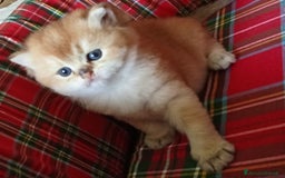 British gatti in vendita: Cucciole British Golden Cincillà  a Città metropolitana di Milano - Immagine 2