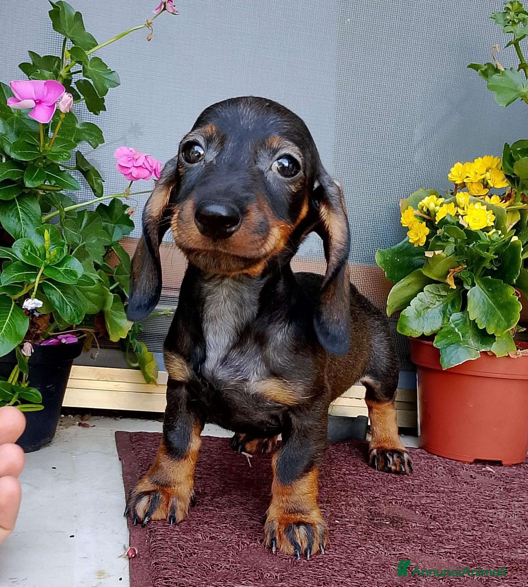 Bassotto cani Bassotta pelo corto nana con pedigree  - Annuncio 2