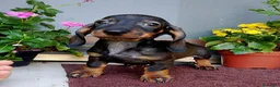 Bassotto cani in vendita: Bassotta pelo corto nana con pedigree  - Annuncio 1