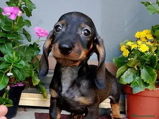 Bassotto cani Bassotta pelo corto nana con pedigree - Annuncio 2