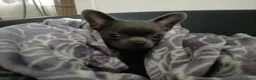 Chihuahua cani in vendita: Chihuahua con pedigree ENCI  - Annuncio 5