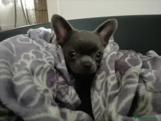 Chihuahua cani Chihuahua con pedigree ENCI - Annuncio 5