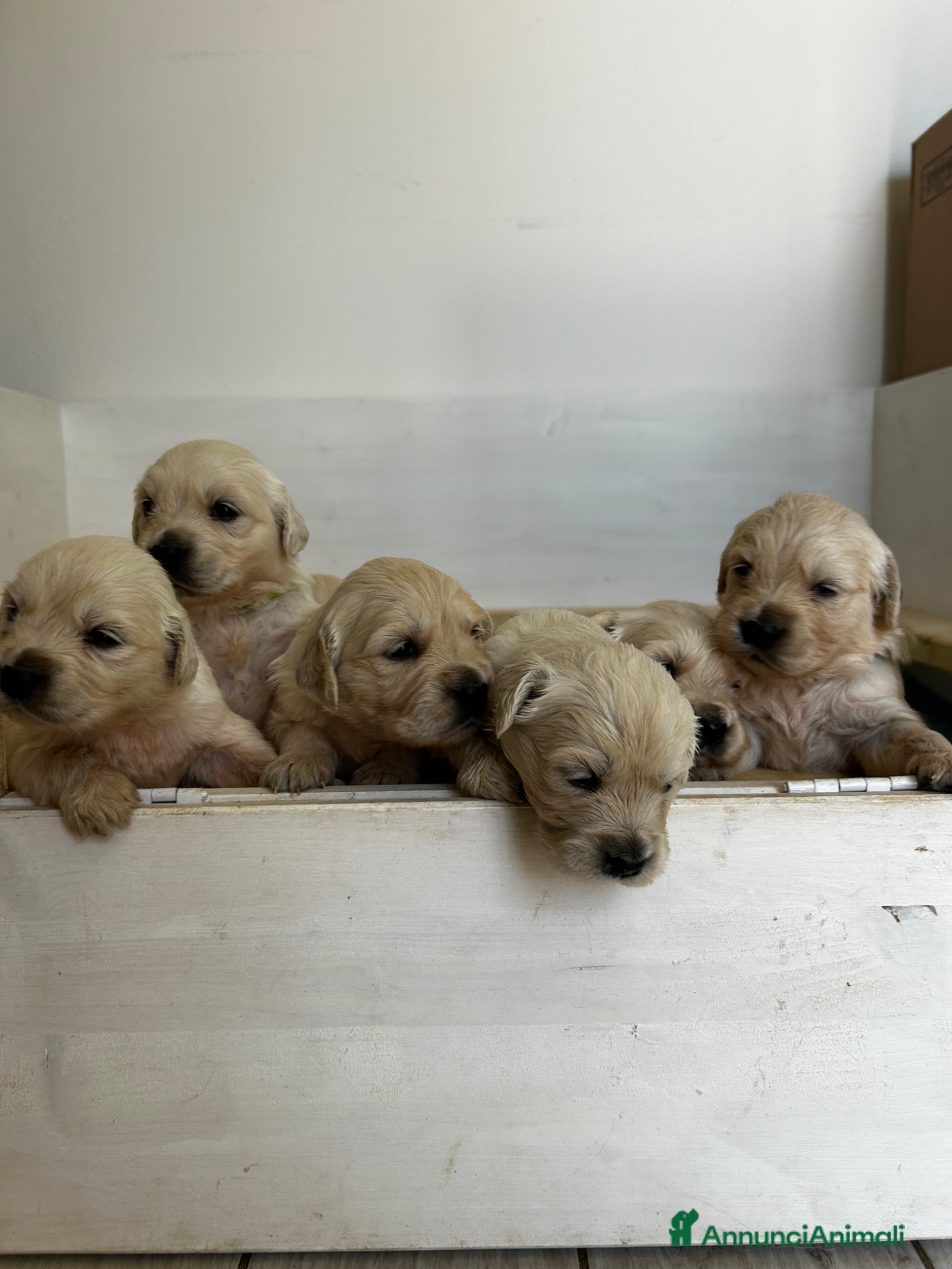 Golden Retriever cani Cuccioli disponibili - Golden retriever - Annuncio 5