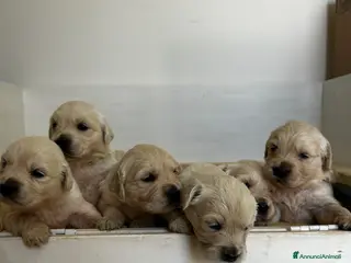 Golden Retriever cani Cuccioli disponibili - Golden retriever - Annuncio 5