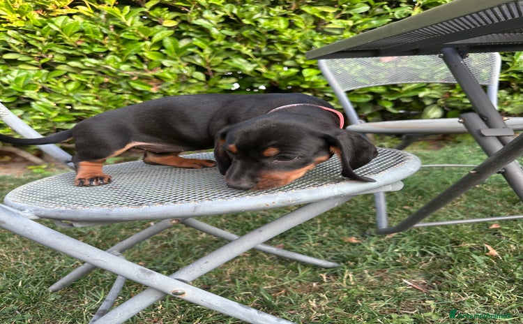 Bassotto cani a Provincia di Parma - Annuncio 13
