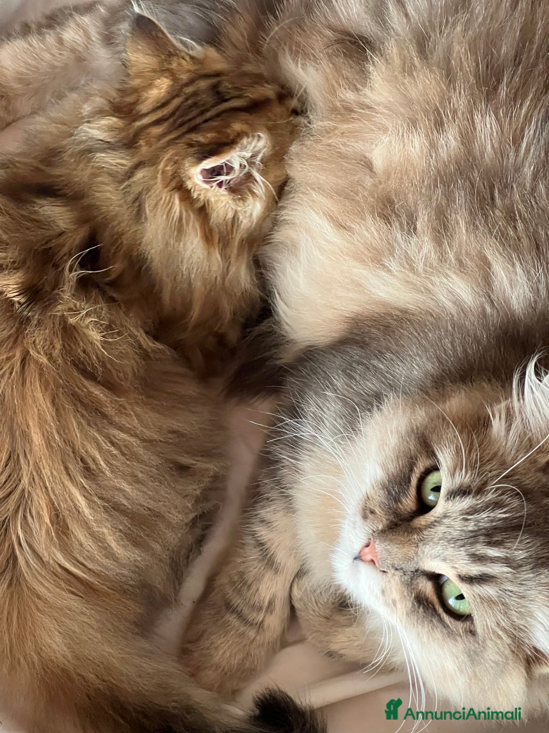 Siberiano gatti in vendita: Cuccioli di gatto Siberiano - Annuncio 5