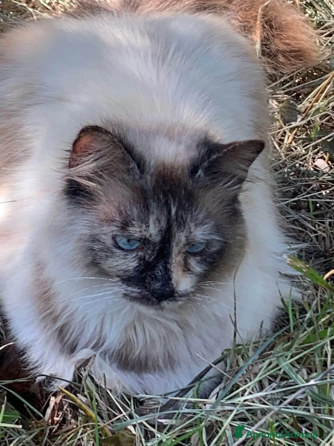 Altre razze gatti in regalo: Bellissima miciona 3 anni  - Annuncio 2