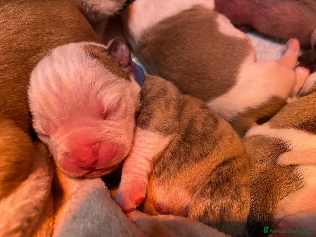 Bulldog cani in vendita: American Bulldog cuccioli - Annuncio 3