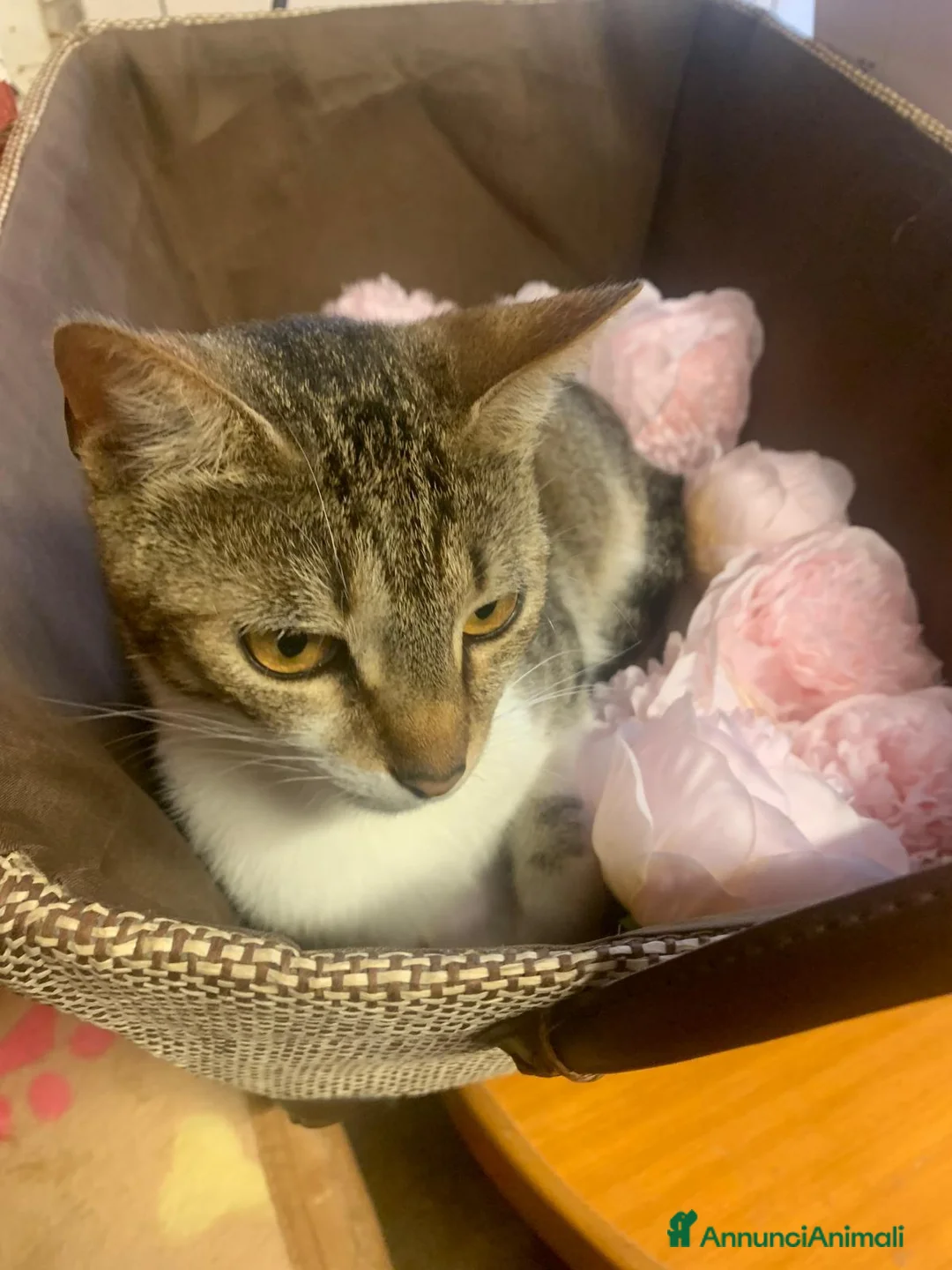 Meticcio gatti in regalo: 2 anni scarsi, dolce come lo zucchero  - Annuncio 9