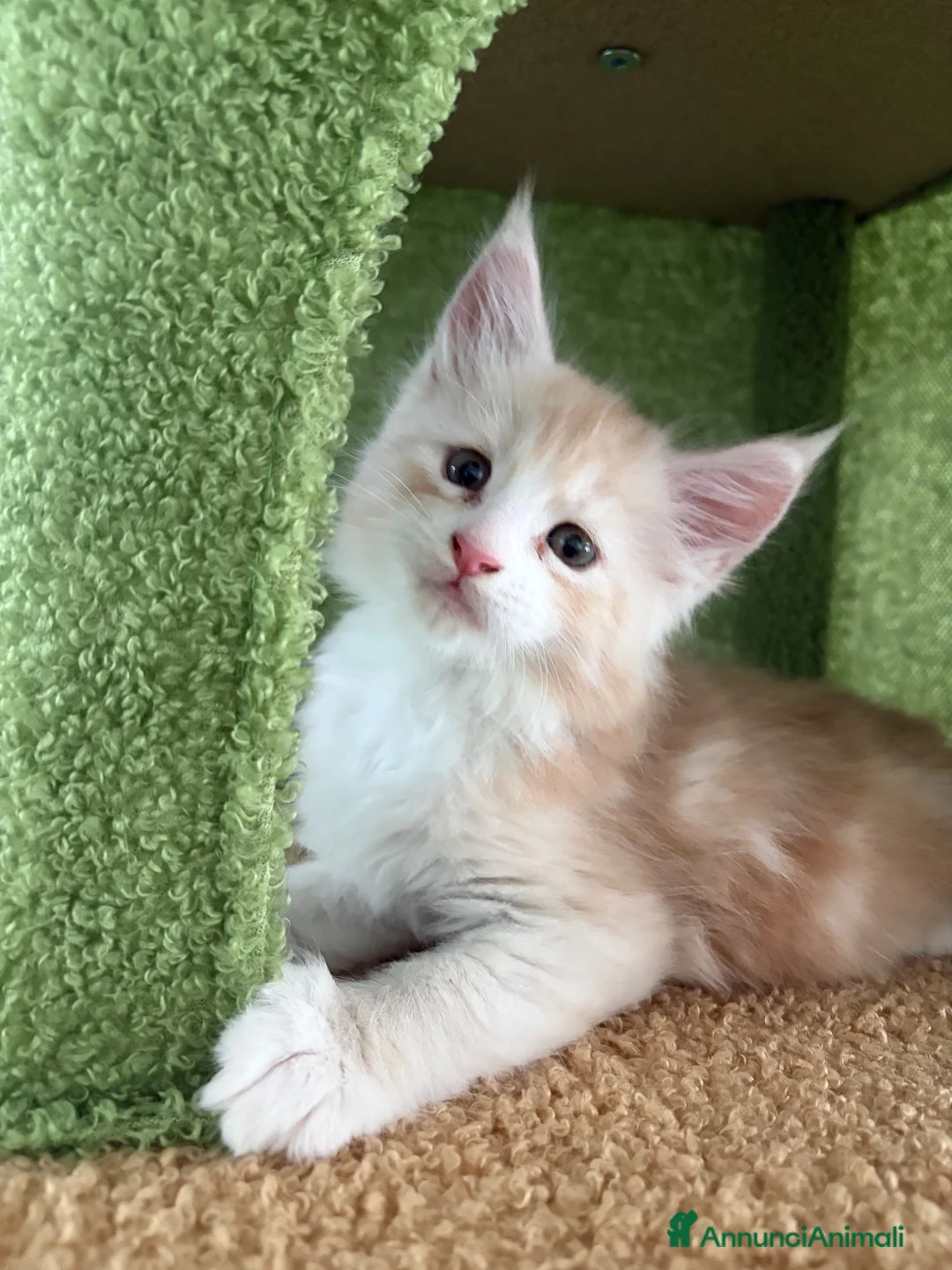 Maine Coon gatti in vendita: Cucciolo di Maine Coon mashie  - Annuncio 7