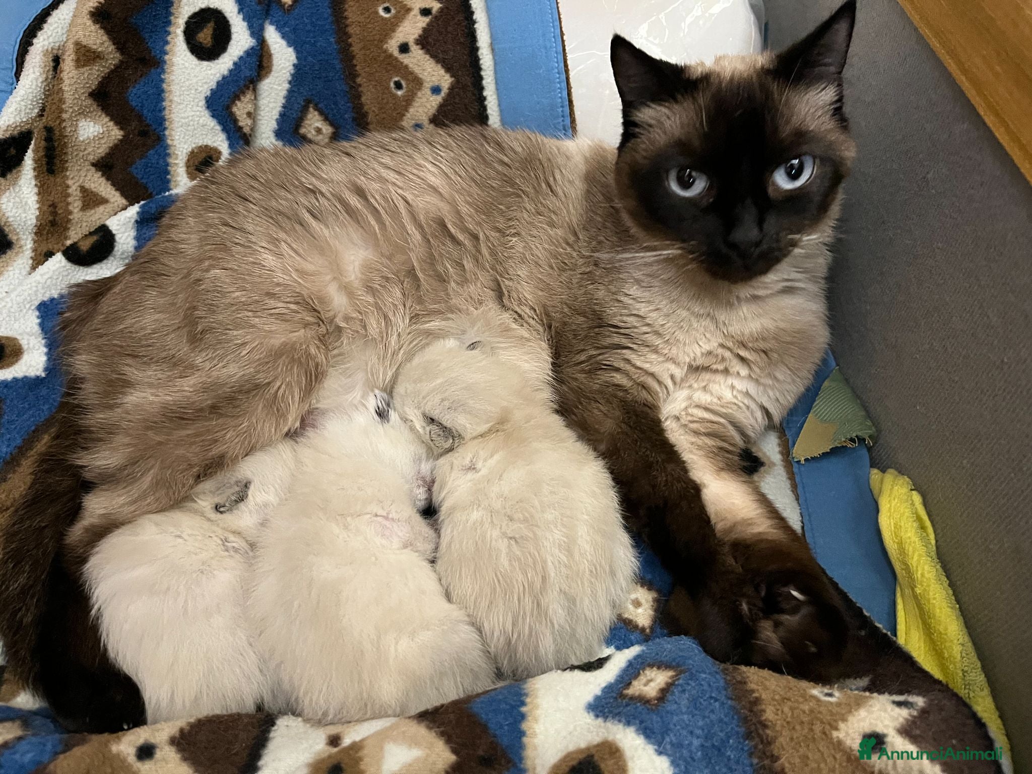 Siamese gatti Gattine siamesi - Annuncio 1