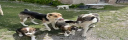Pastore Asia Centrale cani in vendita: Cucciola di Pastore dell’Asia Centrale - Annuncio 5