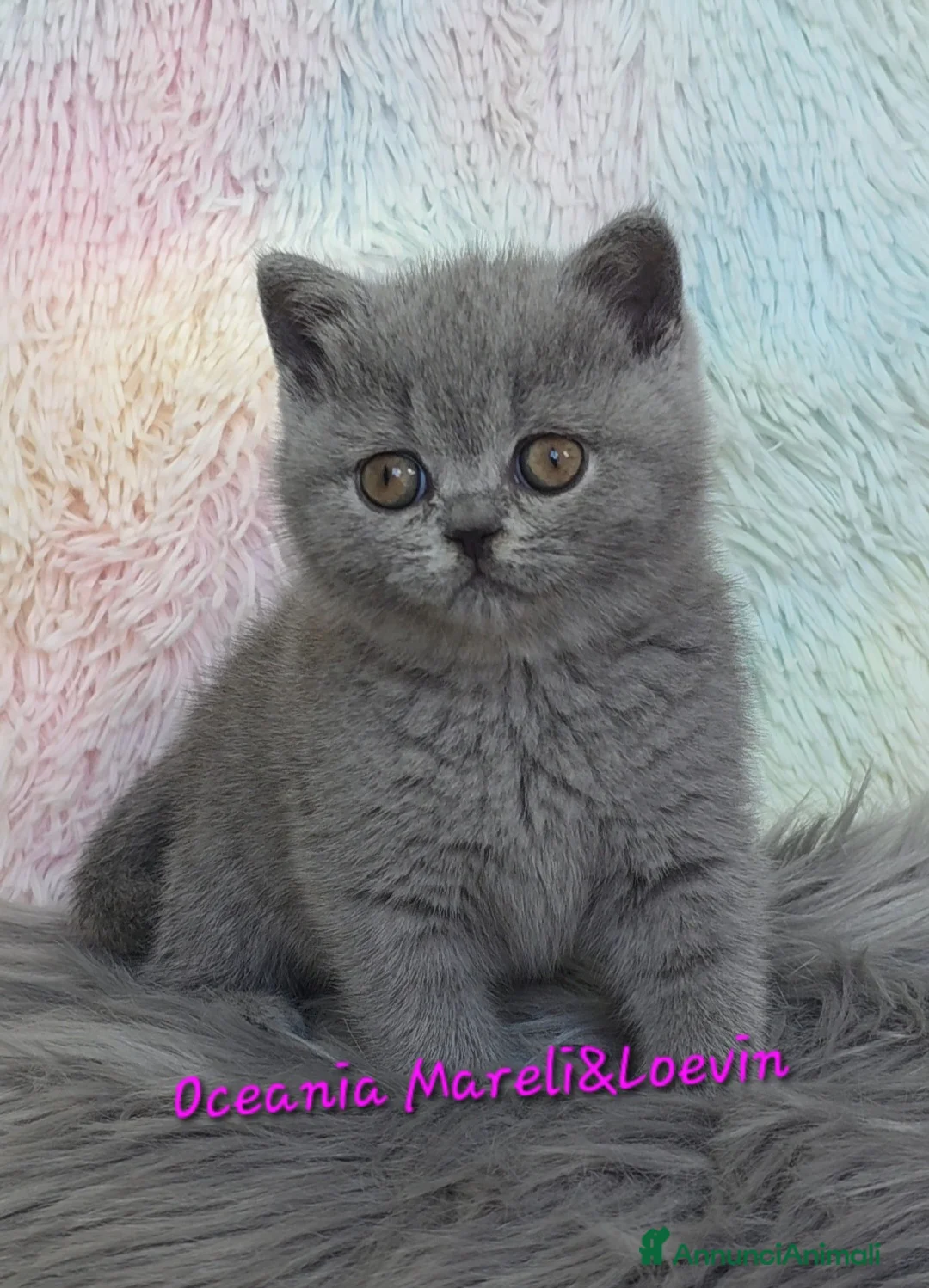 British gatti in vendita: British shorthair femmine - Annuncio 22