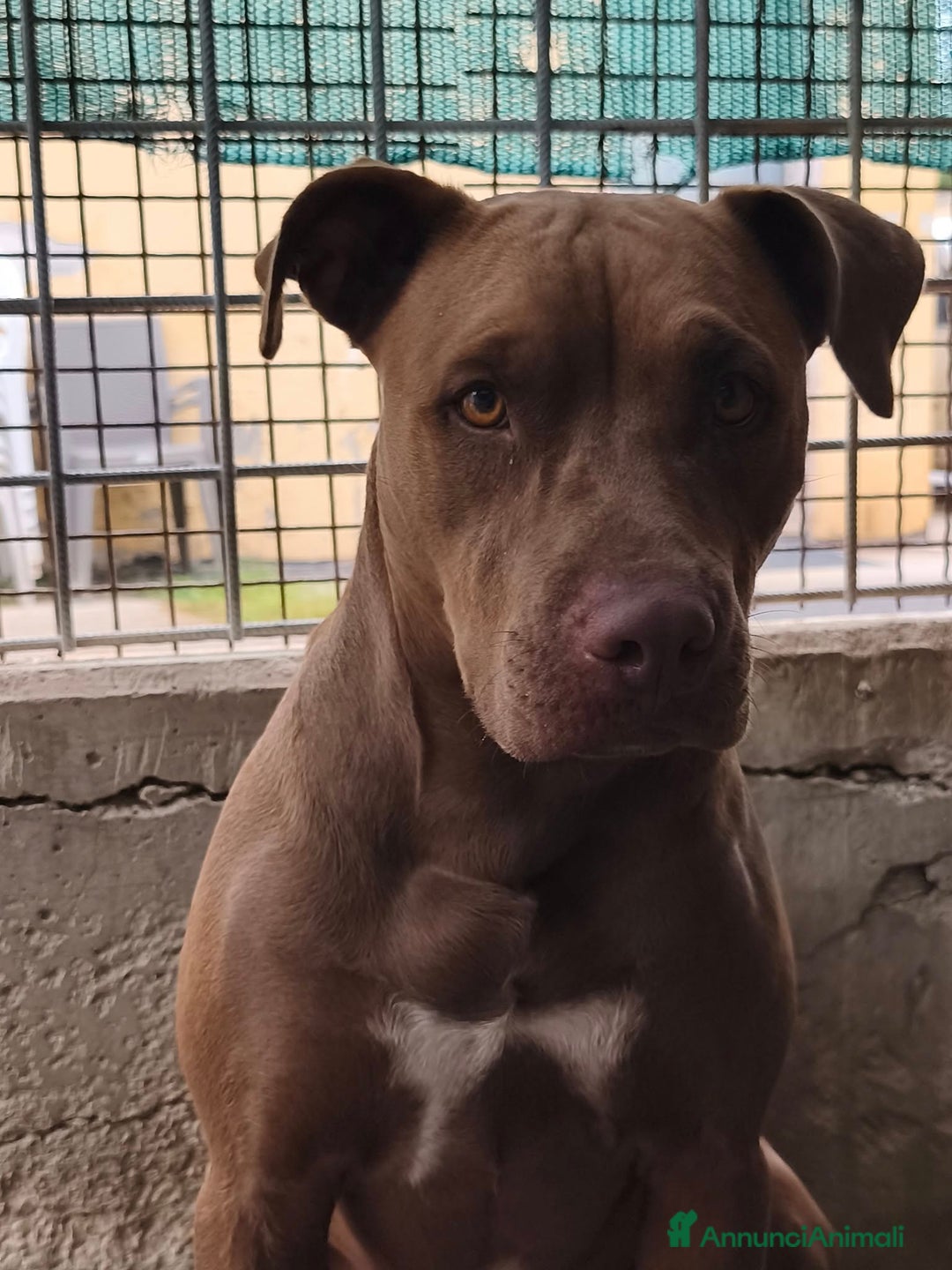 Pitbull cani in regalo: Jago aspetta ancora il suo riscatto  a Città Metropolitana di Bari - Annuncio 2