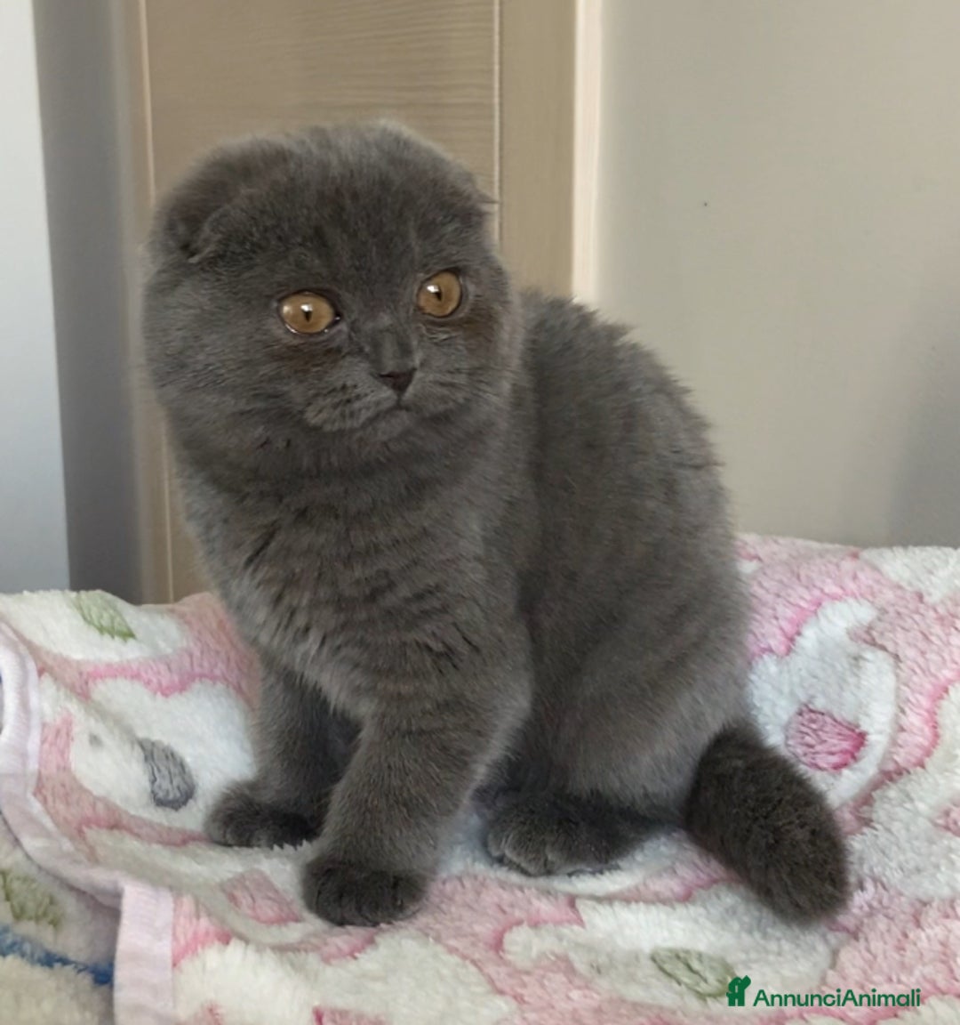 Scottish gatti in vendita: Scottish straight e fold - Annuncio 6