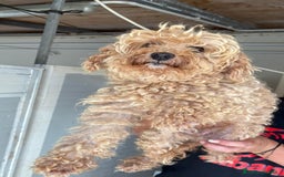 Barboncino cani in vendita: BARBONCINO NANO - Immagine 7