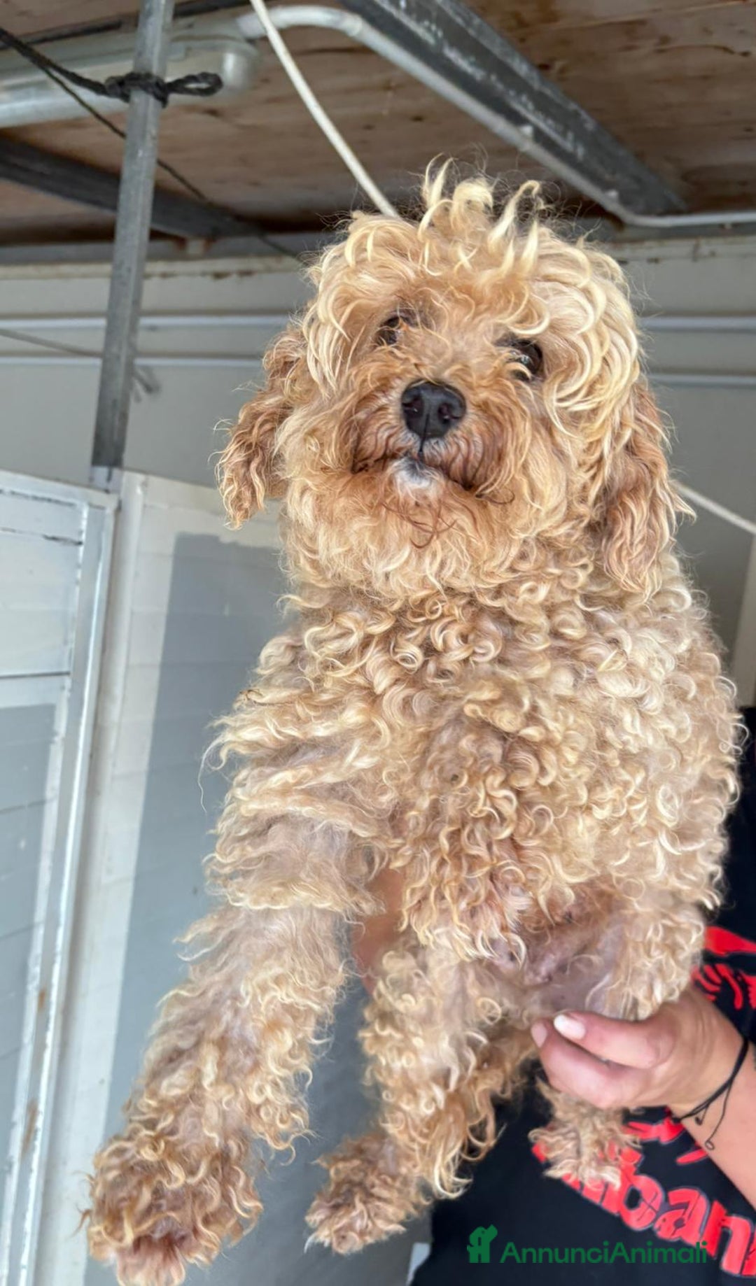 Barboncino cani in vendita: BARBONCINO NANO - Immagine 7