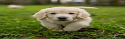 Golden Retriever cani in vendita: cuccioli golden retriever - Annuncio 2
